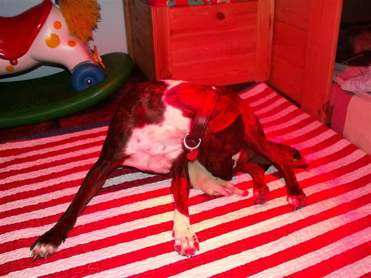 Ida og boxerhvalpe billede 17