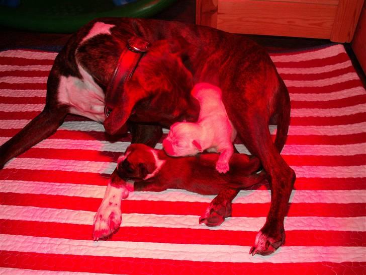 Ida og boxerhvalpe billede 18