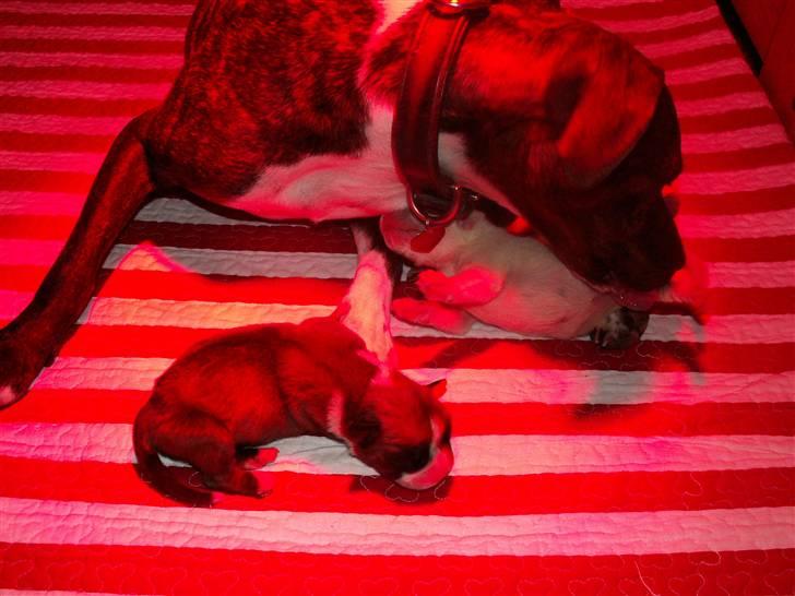 Ida og boxerhvalpe billede 19