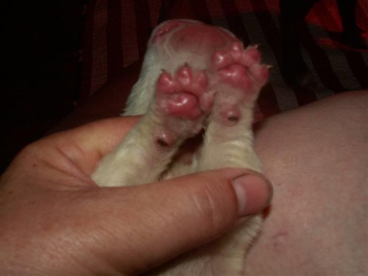 Ida og boxerhvalpe - Sår på trædepuderne - nogle som deres biologiske mor havde tilført dem billede 20