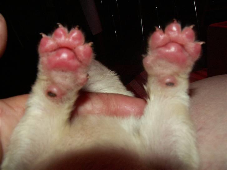 Ida og boxerhvalpe billede 21