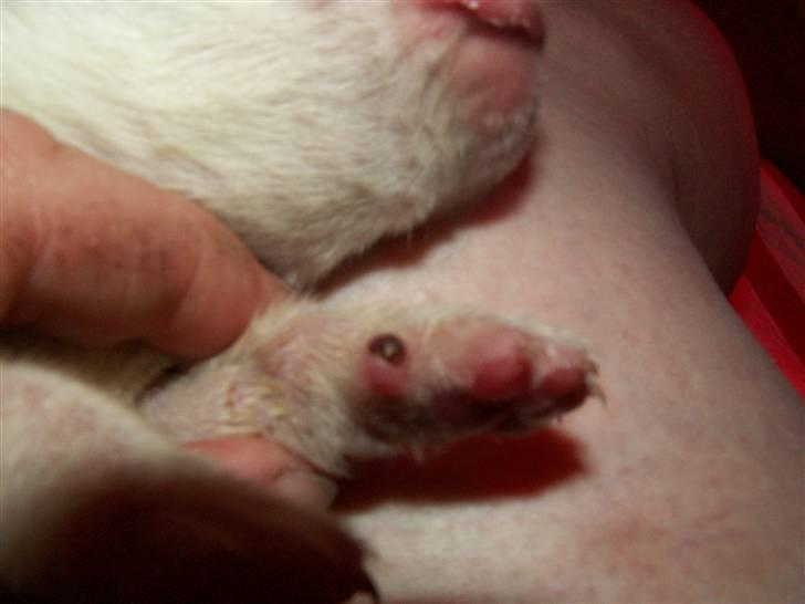 Ida og boxerhvalpe - Ulvekloen på siden er et stort sår billede 22