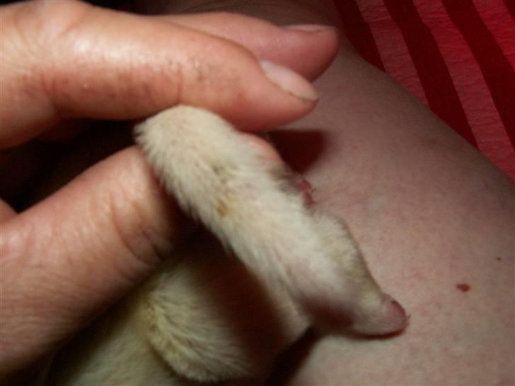 Ida og boxerhvalpe - Stort sår på halen - men heldigvis ikke større end jeg tror ikke det vil blive at se som voksen billede 23