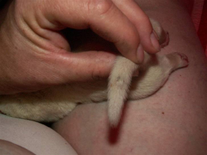 Ida og boxerhvalpe billede 24