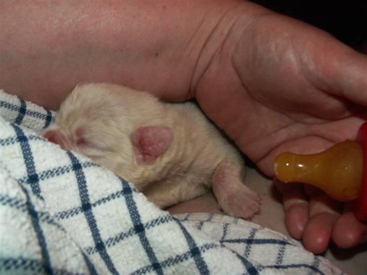 Ida og boxerhvalpe - Nåhr - lille puttegris billede 25