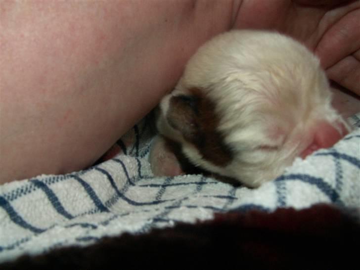 Ida og boxerhvalpe billede 26