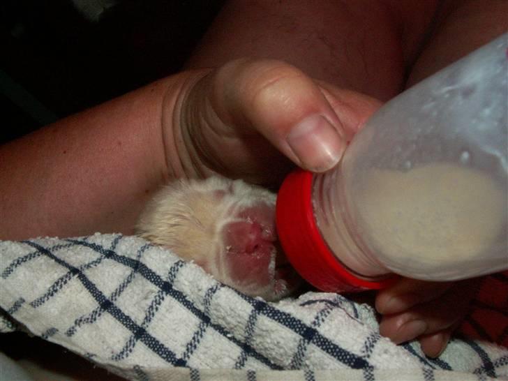 Ida og boxerhvalpe billede 27