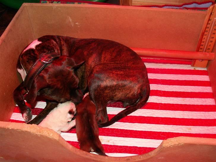 Ida og boxerhvalpe - Det røde skær skyldes varmelampen billede 28