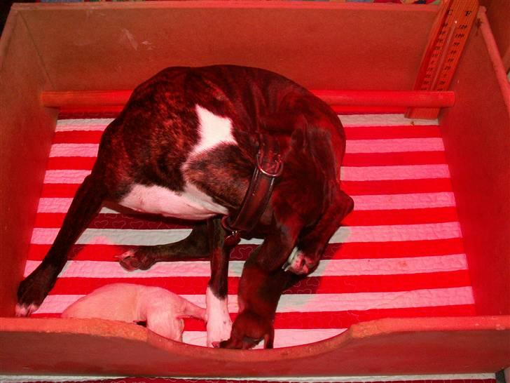 Ida og boxerhvalpe billede 29