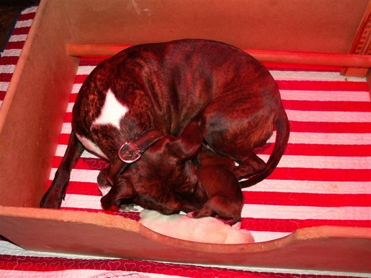 Ida og boxerhvalpe billede 30