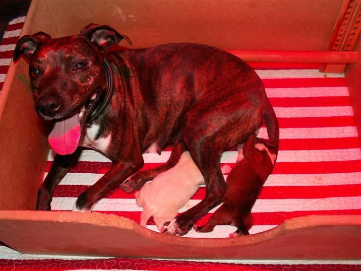 Ida og boxerhvalpe - Ihh... det er hårdt at være hunde-mor billede 31