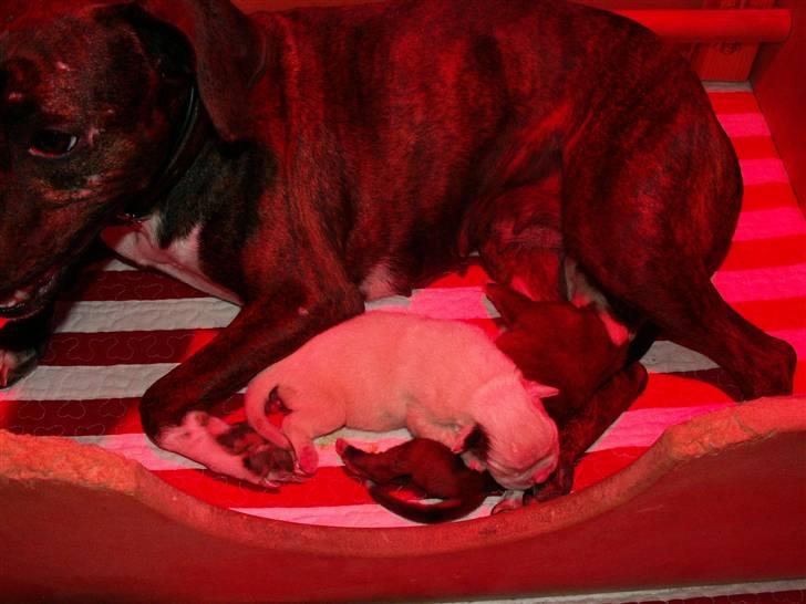 Ida og boxerhvalpe billede 32