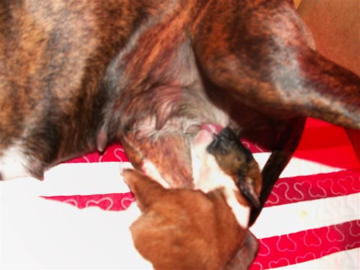 Ida og boxerhvalpe billede 33