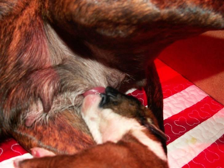 Ida og boxerhvalpe billede 34