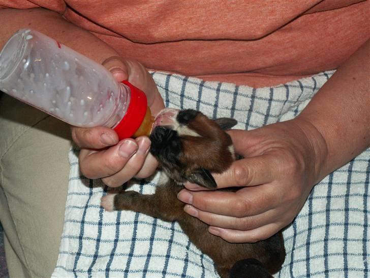 Ida og boxerhvalpe billede 35