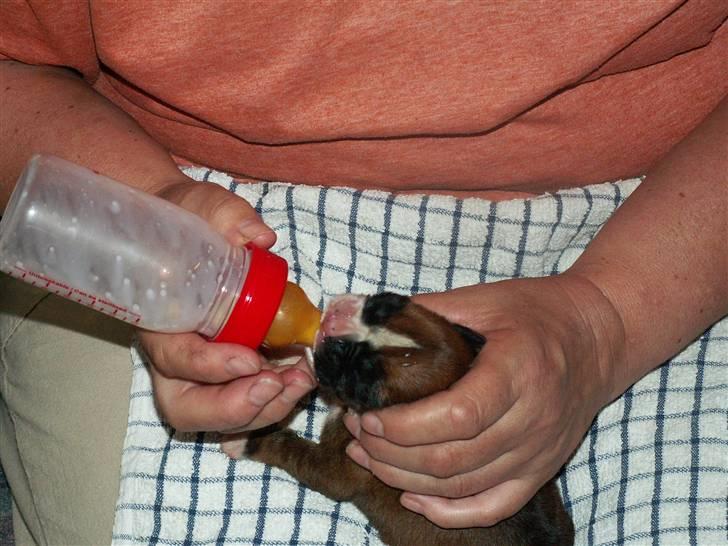 Ida og boxerhvalpe billede 36