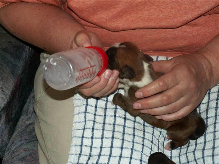 Ida og boxerhvalpe billede 37