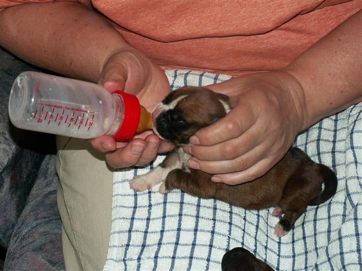 Ida og boxerhvalpe billede 38