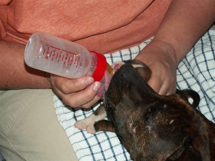 Ida og boxerhvalpe - Ida er meget ops når vi tager dem for at gi' dem flaske billede 39