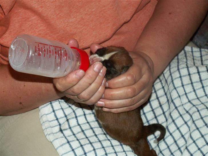 Ida og boxerhvalpe billede 40