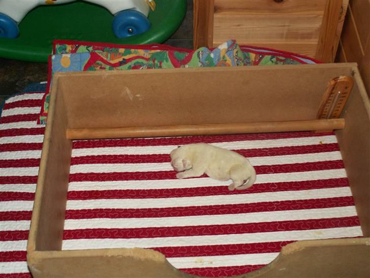 Ida og boxerhvalpe billede 41