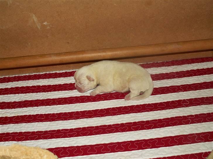 Ida og boxerhvalpe billede 42