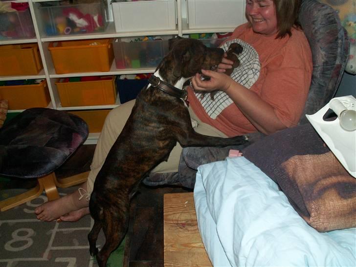 Ida og boxerhvalpe billede 43