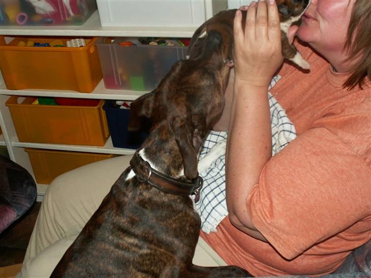 Ida og boxerhvalpe billede 44