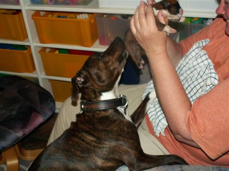 Ida og boxerhvalpe billede 45