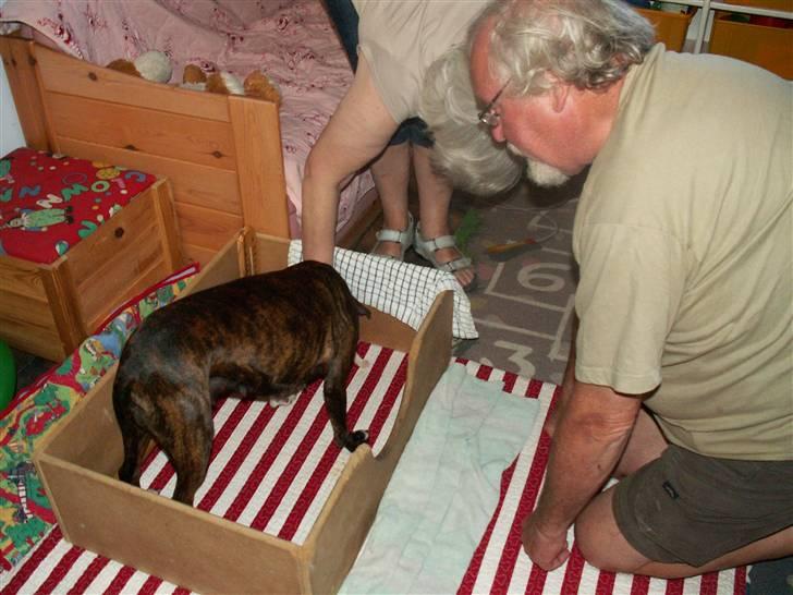 Ida og boxerhvalpe billede 47