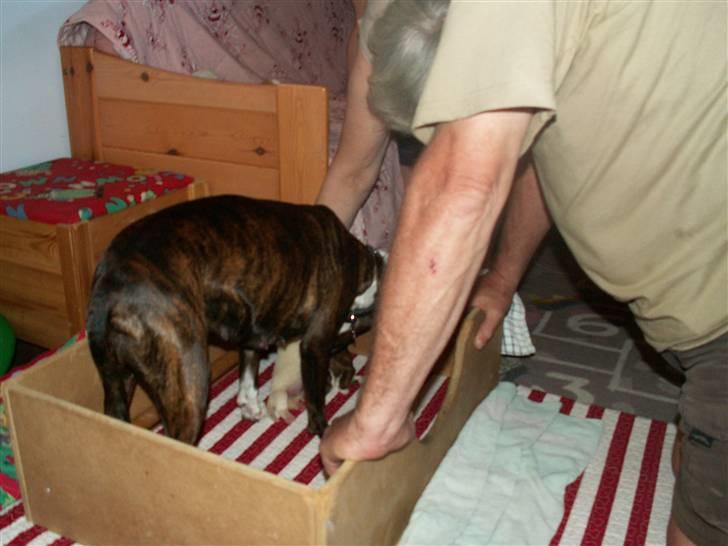 Ida og boxerhvalpe billede 48