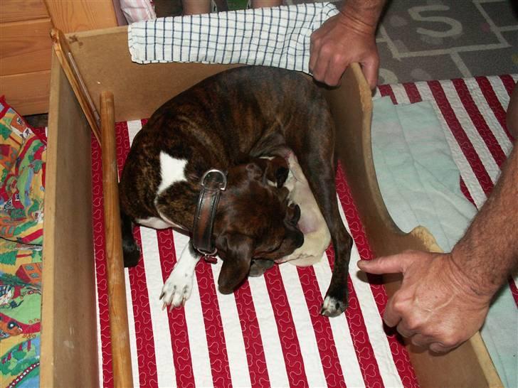 Ida og boxerhvalpe billede 49