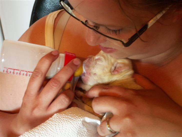 Ida og boxerhvalpe billede 51