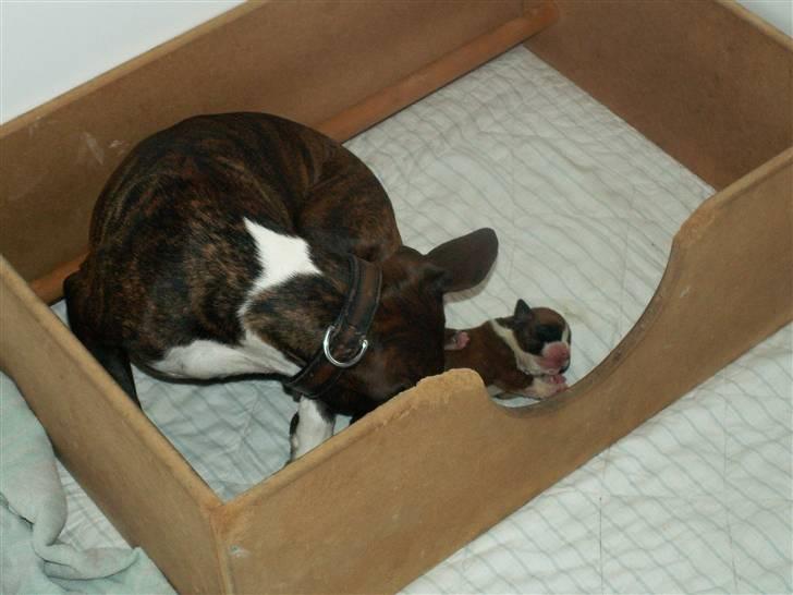 Ida og boxerhvalpe billede 52