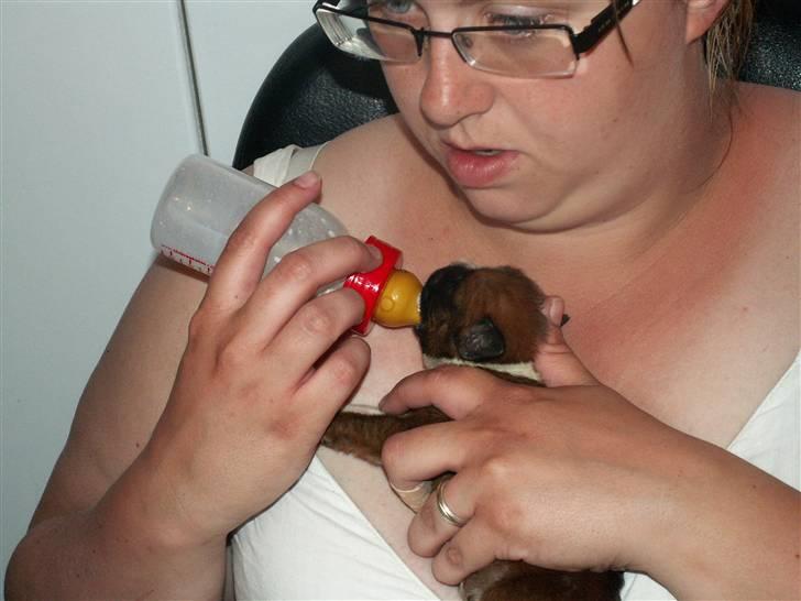 Ida og boxerhvalpe billede 53