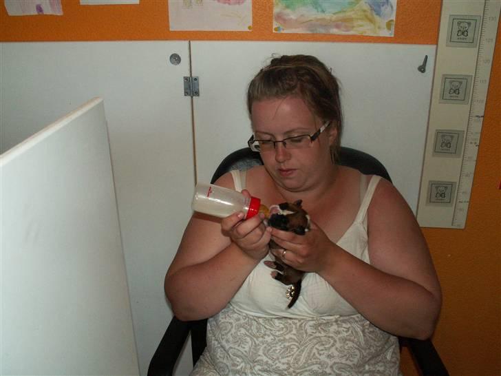 Ida og boxerhvalpe billede 54