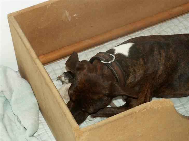 Ida og boxerhvalpe billede 55