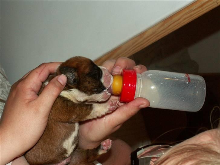 Ida og boxerhvalpe billede 56