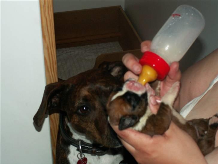 Ida og boxerhvalpe billede 57