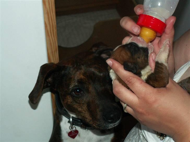 Ida og boxerhvalpe billede 58