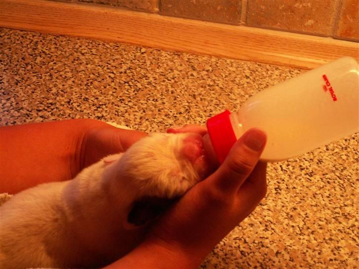 Ida og boxerhvalpe billede 59