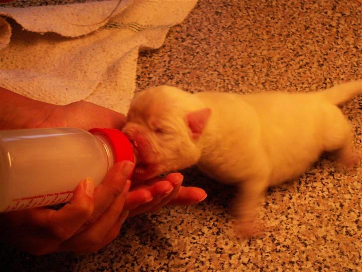 Ida og boxerhvalpe billede 60