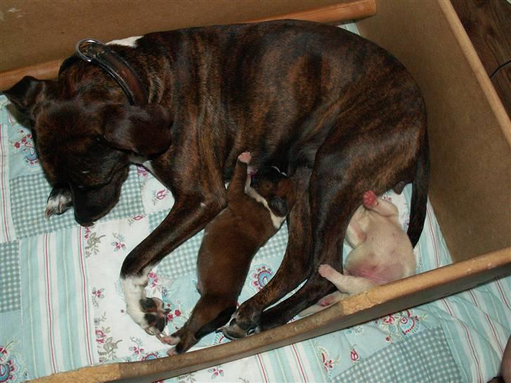 Ida og boxerhvalpe billede 61