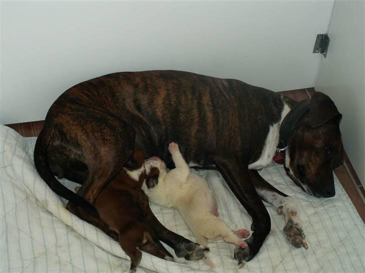 Ida og boxerhvalpe billede 62