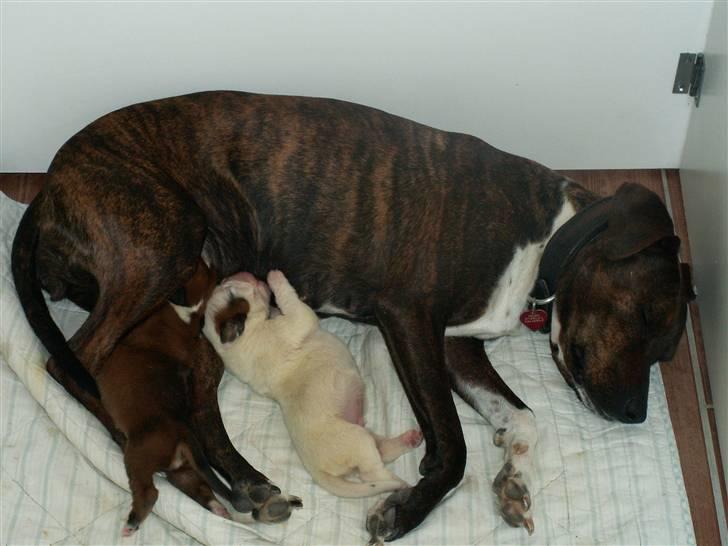 Ida og boxerhvalpe billede 63