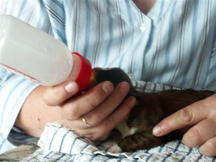 Ida og boxerhvalpe billede 14