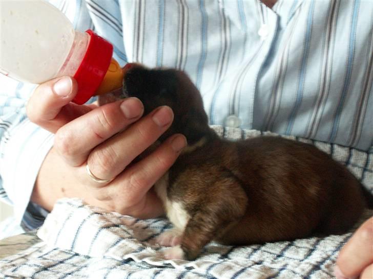 Ida og boxerhvalpe billede 11