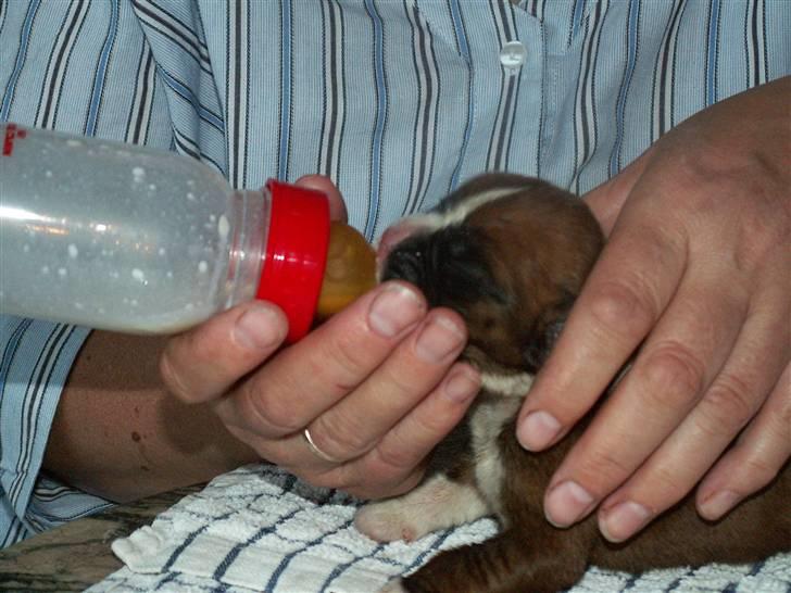 Ida og boxerhvalpe billede 13