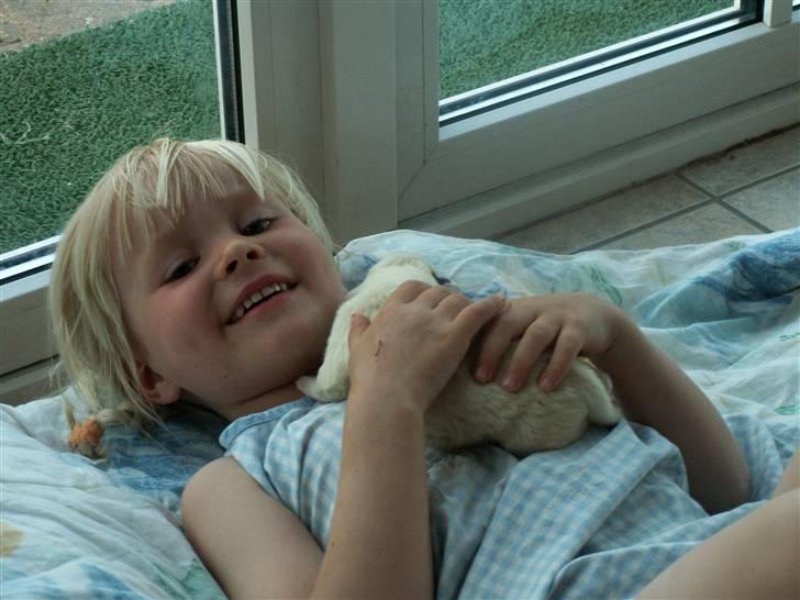 Ida og boxerhvalpe billede 64