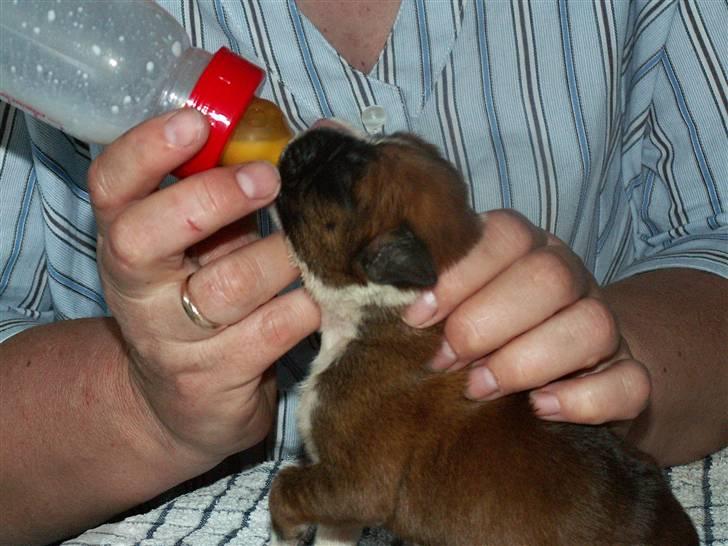 Ida og boxerhvalpe billede 12